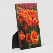 Oranje en rode tulpen fotoplaat (Zijkant)