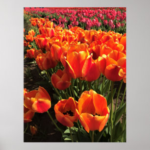 Oranje en rode tulpen poster