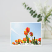 Oranje en rode tulpen van onderaan briefkaart (Staand voorkant)