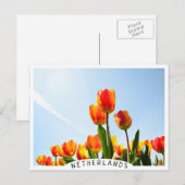 Oranje en rode tulpen van onderaan briefkaart (Voorkant / Achterkant)