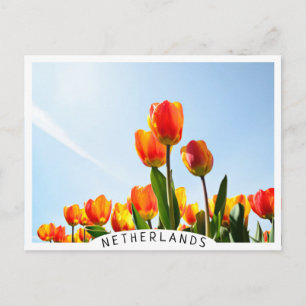 Oranje en rode tulpen van onderaan briefkaart
