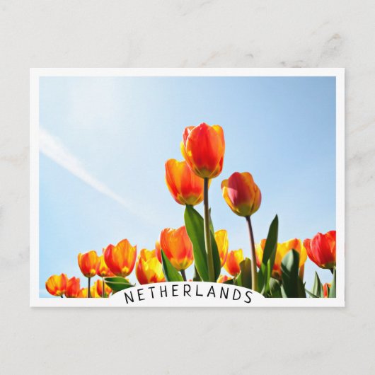 Oranje en rode tulpen van onderaan briefkaart (Voorkant)