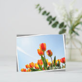 Oranje en rode tulpen van onderaan briefkaart (Staand voorkant)