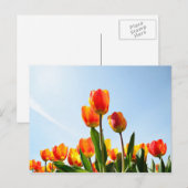 Oranje en rode tulpen van onderaan briefkaart (Voorkant / Achterkant)