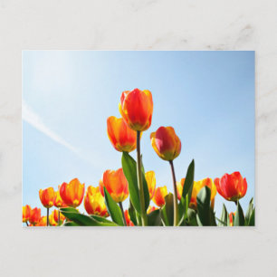 Oranje en rode tulpen van onderaan briefkaart