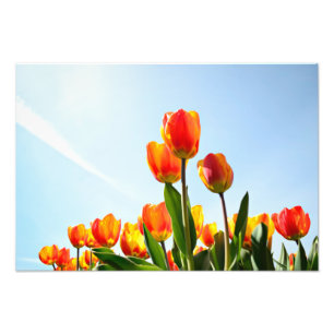 Oranje en rode tulpen van onderaan foto afdruk