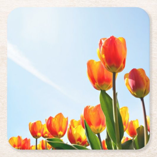 Oranje en rode tulpen van onderaan kartonnen onderzetters (Voorkant)