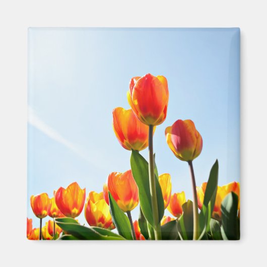 Oranje en rode tulpen van onderaan magneet (Voorkant)