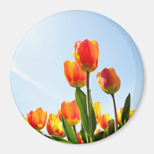 Oranje en rode tulpen van onderaan magneet