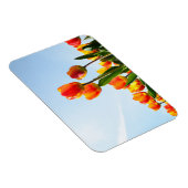 Oranje en rode tulpen van onderaan magneet (Rechterzijde)