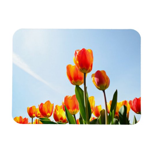 Oranje en rode tulpen van onderaan magneet (Horizontaal)