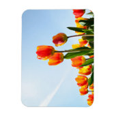 Oranje en rode tulpen van onderaan magneet (Verticaal)