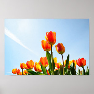 Oranje en rode tulpen van onderaan poster