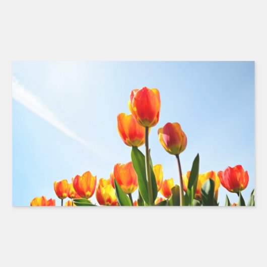 Oranje en rode tulpen van onderaan rechthoekige sticker (Voorkant)