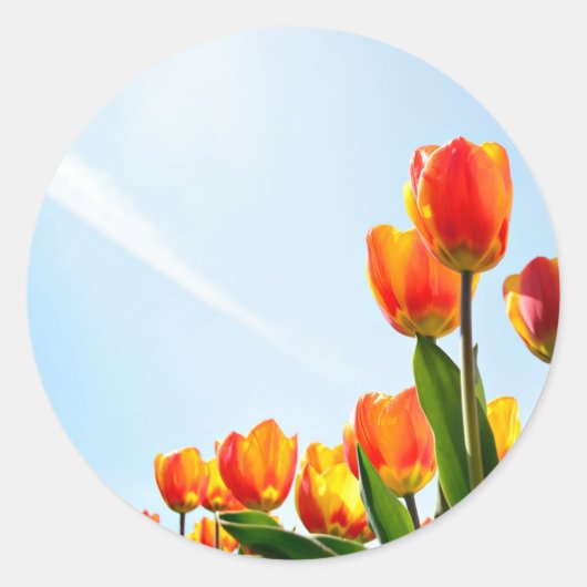 Oranje en rode tulpen van onderaan ronde sticker (Voorkant)
