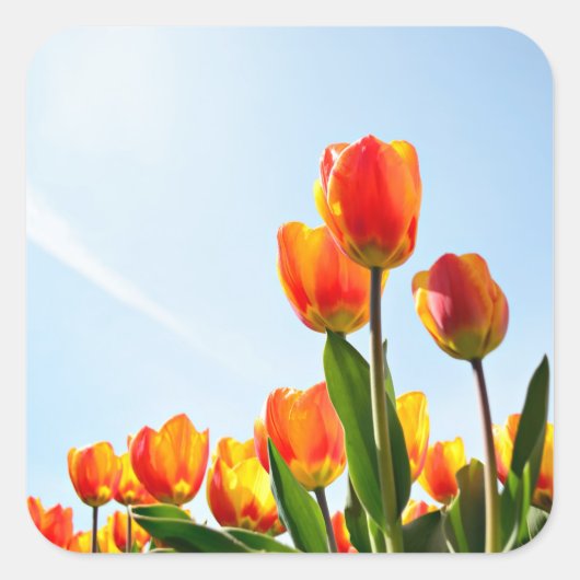 Oranje en rode tulpen van onderaan vierkante sticker (Voorkant)