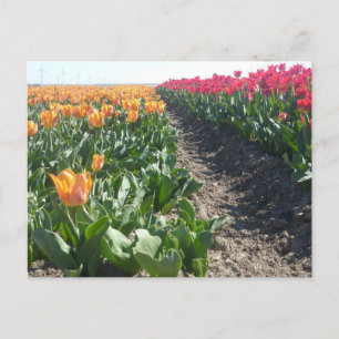 Oranje en rood Tulps Field DIY Briefkaart