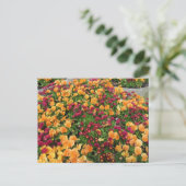 Oranje en rood ventilatorbed briefkaart (Staand voorkant)