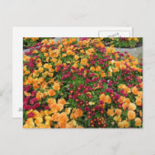 Oranje en rood ventilatorbed briefkaart (Voorkant / Achterkant)