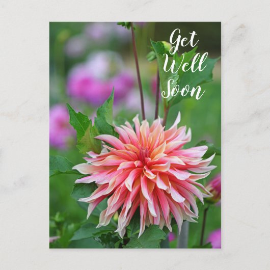 Oranje en Roze Dahlia Bloem Beterschap Briefkaart (Voorkant)
