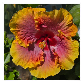 Oranje en roze Hibiscus Perfect Poster