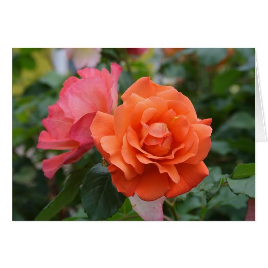 Oranje En Roze Roos (Voorkant Horizontaal)