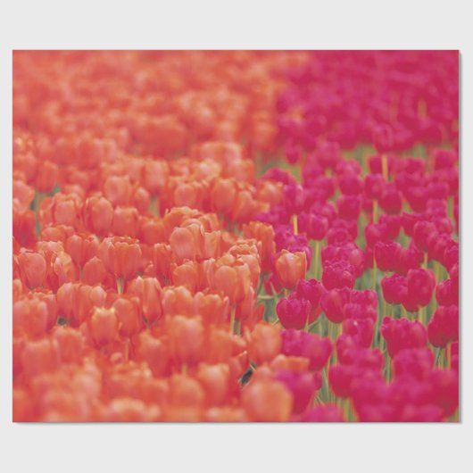 Oranje en roze tulpen cadeaupapier (Vlak)