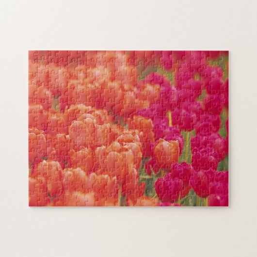 Oranje en roze tulpen legpuzzel (Horizontaal)