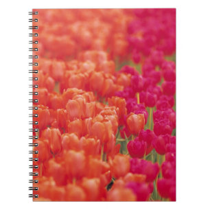 Oranje en roze tulpen notitieboek