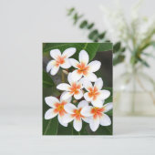 oranje en witte frangipani briefkaart (Staand voorkant)