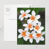oranje en witte frangipani briefkaart (Voorkant / Achterkant)