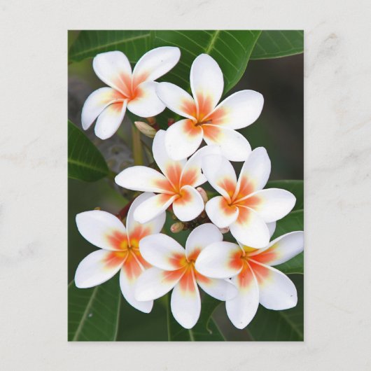 oranje en witte frangipani briefkaart (Voorkant)