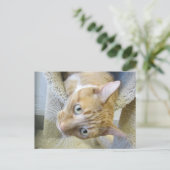 Oranje en witte kat briefkaart (Staand voorkant)