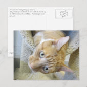 Oranje en witte kat briefkaart (Voorkant / Achterkant)