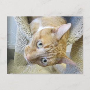 Oranje en witte kat briefkaart