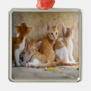 Oranje en witte tabby poes/Foto van uw huisdier to Metalen Ornament