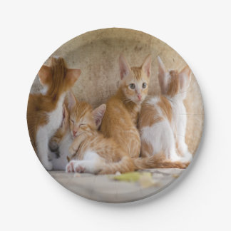 Oranje en witte tabby poes/Foto van uw huisdier to Papieren Bordje