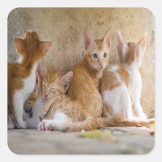 Oranje en witte tabby poesje/Voeg een foto van je  Vierkante Sticker
