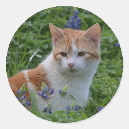 Oranje en witte Tabby Ronde Sticker (Voorkant)