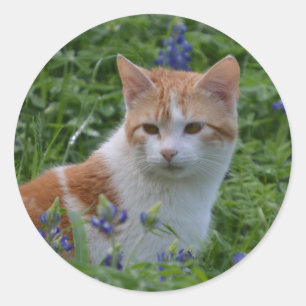 Oranje en witte Tabby Ronde Sticker