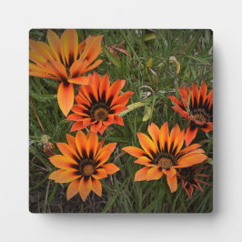 Oranje en zwart Gazanias Foto Plaque met Easel Fotoplaat