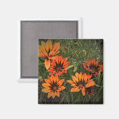Oranje en zwart Gazanias Magnet (Voorkant / Achterkant)