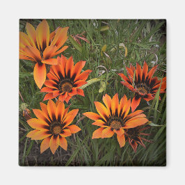 Oranje en zwart Gazanias Magnet