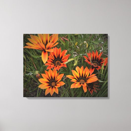 Oranje en zwarte Gazanias Canvas (Voorkant)