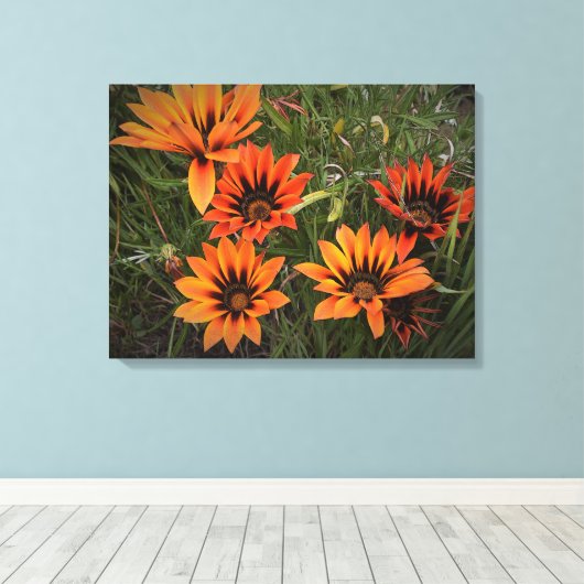 Oranje en zwarte Gazanias Canvas Afdruk (Insitu (Houten vloer))
