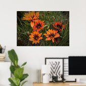 Oranje en Zwarte Gazanias Poster (Thuiskantoor)