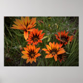 Oranje en Zwarte Gazanias Poster (Voorkant)