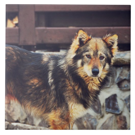 Oranje en zwarte hond tegeltje (Voorkant)
