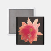 Oranje Epifyte Magnet (Voorkant / Achterkant)