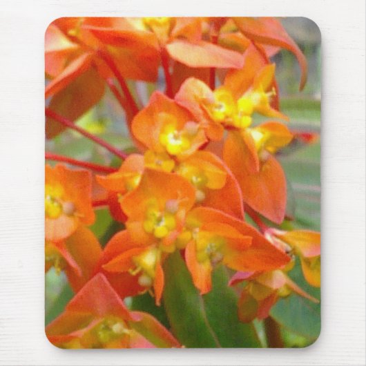 Oranje Euphorbia Mousepad Muismat (Voorkant)